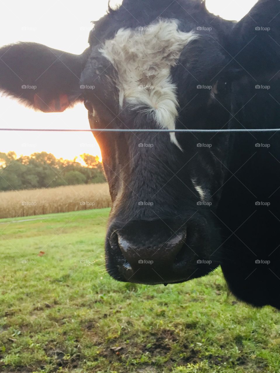 Closeup of a curious black steer with a white blaze looking over a hot wire fence against a blurred rural landscape, sunlight over the trees in the distance