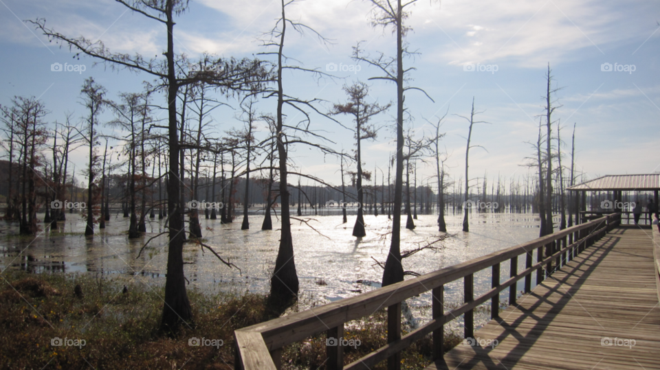 swamp louisiana bayou cypress trees by brandongrif