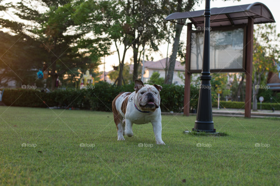 bulldog walking and running on the grass at the park