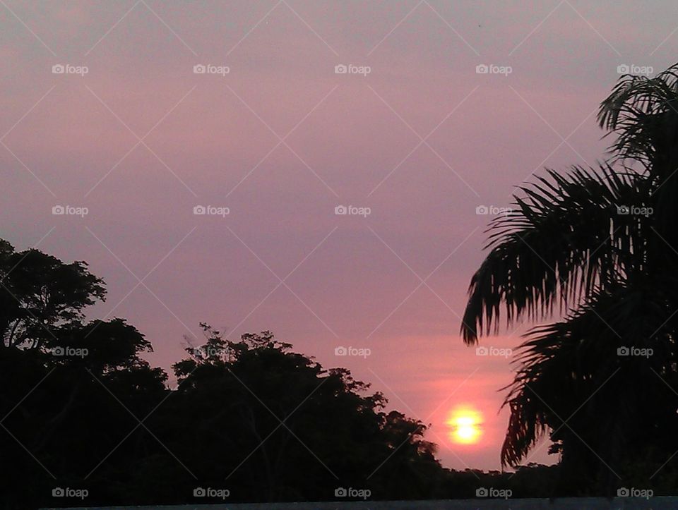 Sunset between palms. palm forest in Sunset