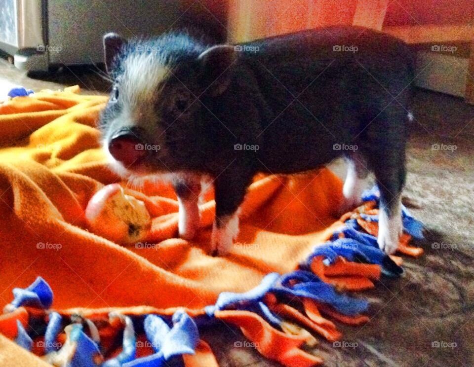 Mini pig