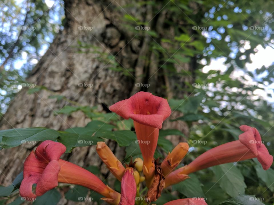 Orange color story