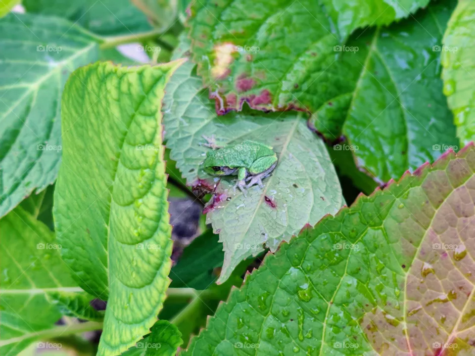 Tree frog resting on hydrangea leaf