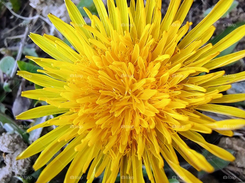 Yellow color. Flower