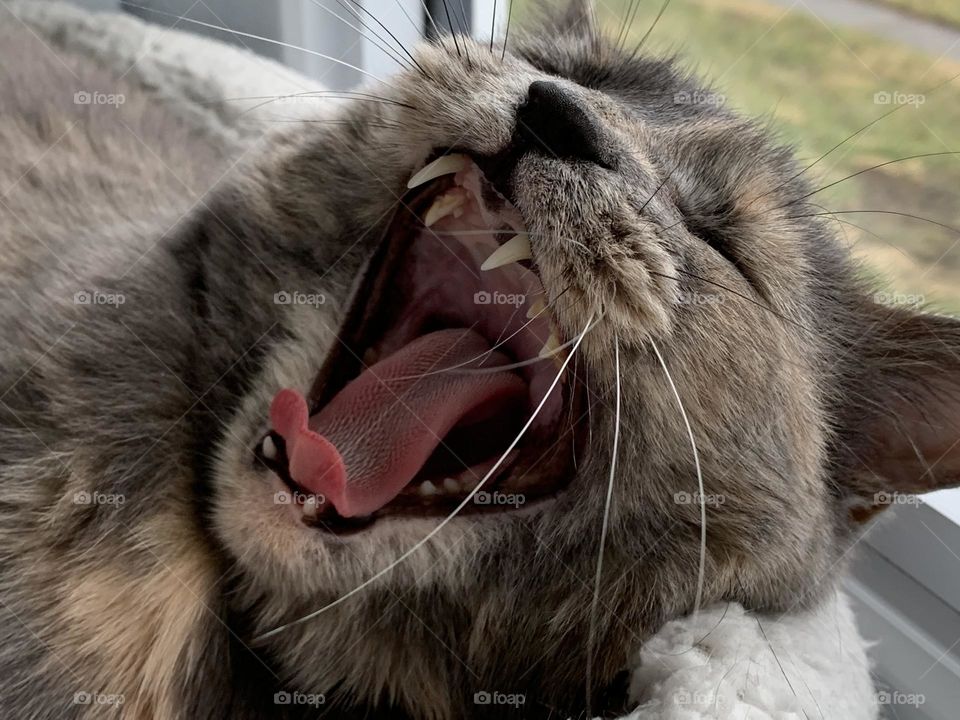 Being a cat takes a lot of energy. Begging for food, grooming, hunting.. so they like their down time, too. 