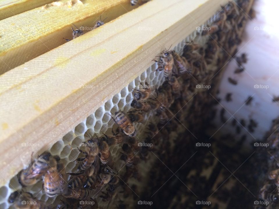 Brood box inspection