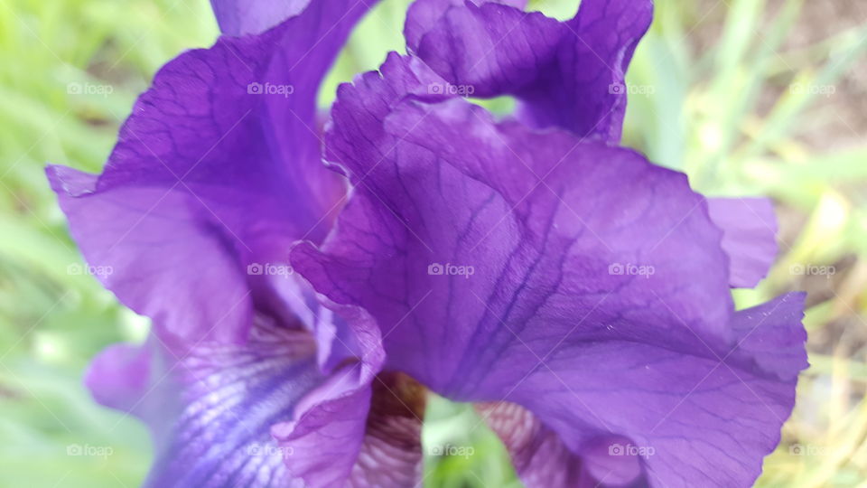 purple