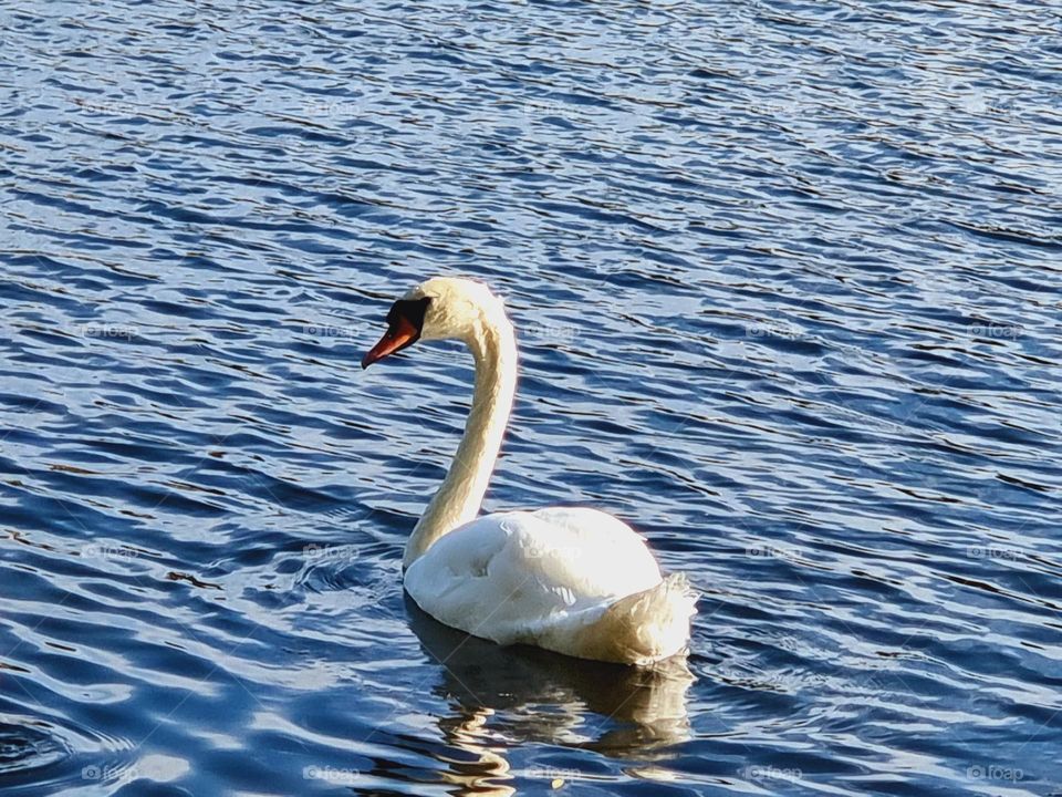 nature, swan, water, lake, the look