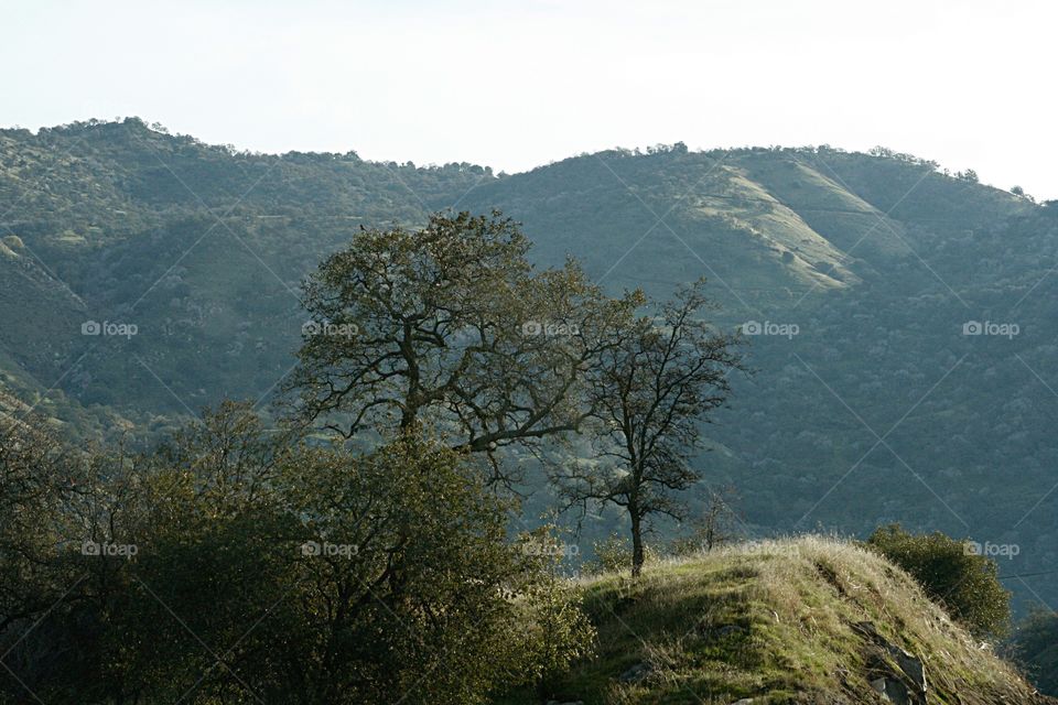 Trees in mountains