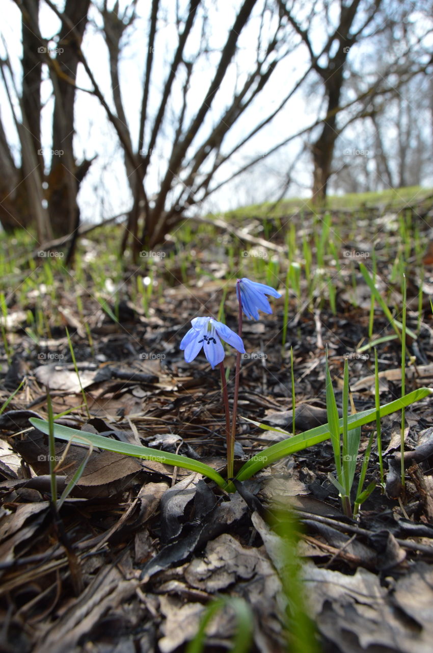 the first spring flowers