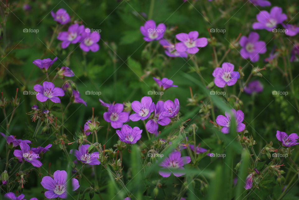 purple flowers