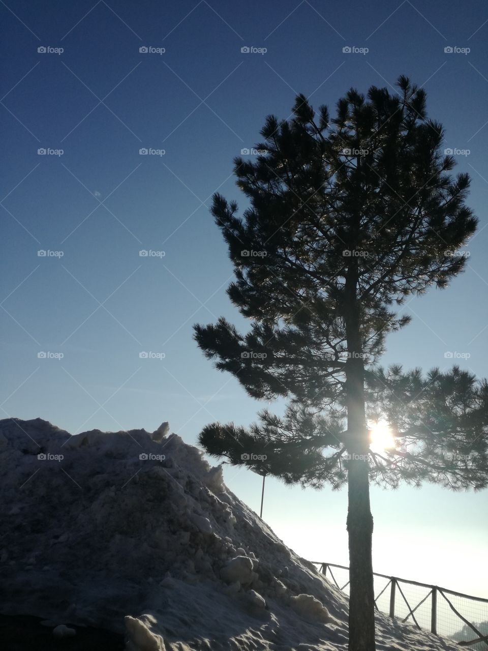 A tree is playing with the sun