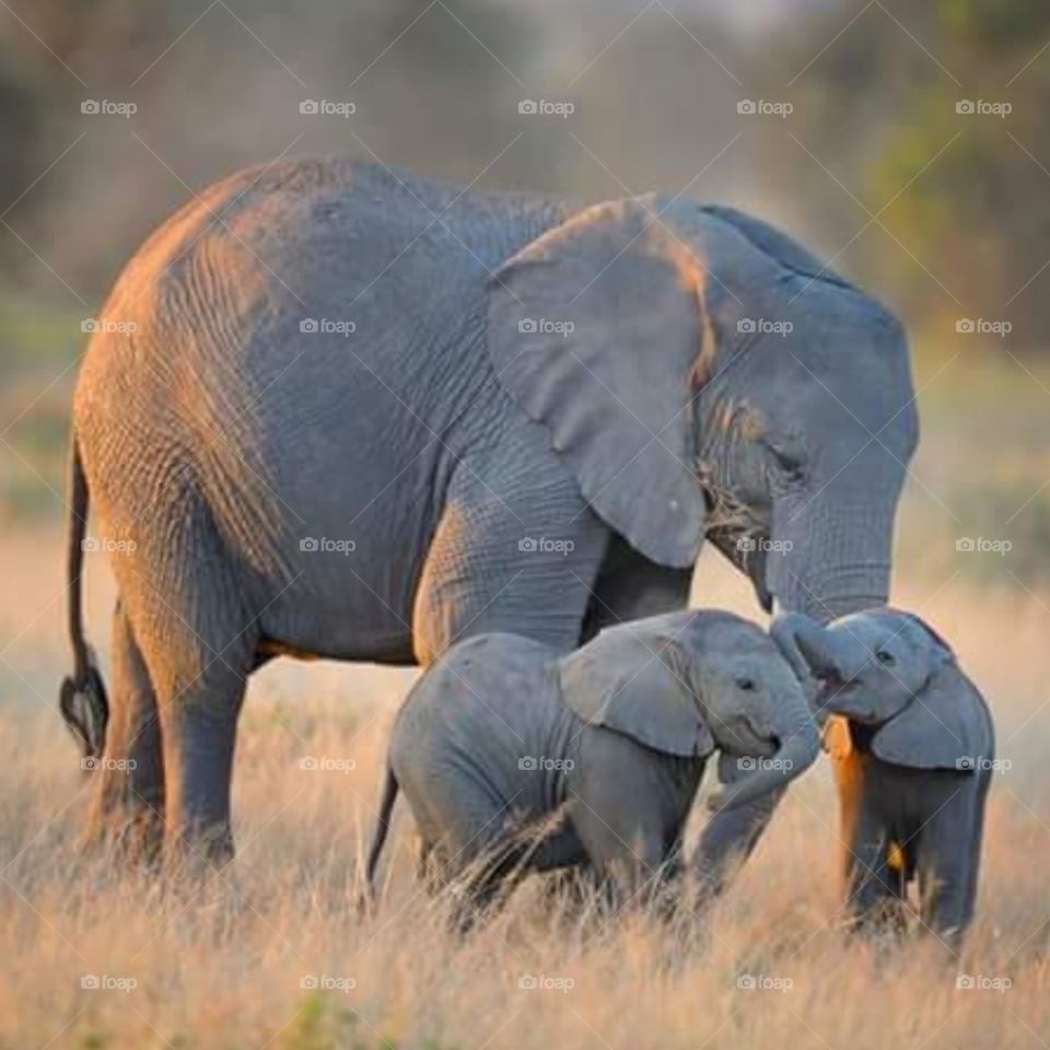 Female elephant with young
