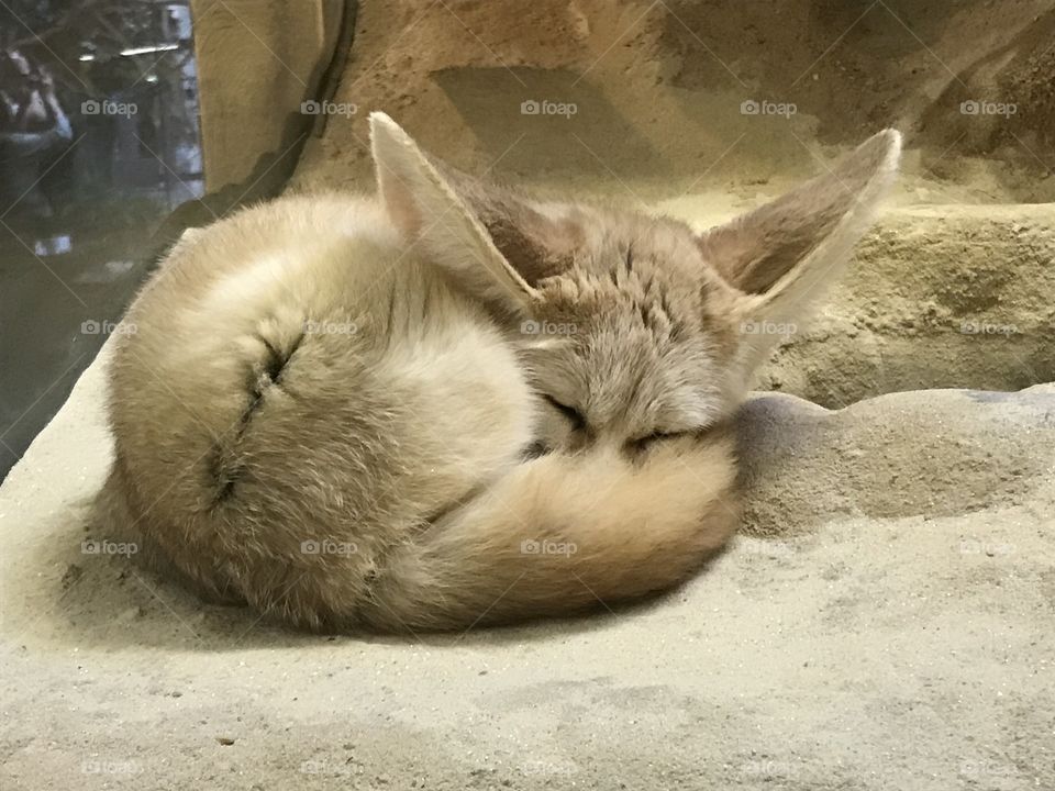 A day at the zoo - fennic fox. One of my favorite places to visit in DC has always been the National Zoo, and as an adult that’s still true. This little guy was so cute curled up in a ball!