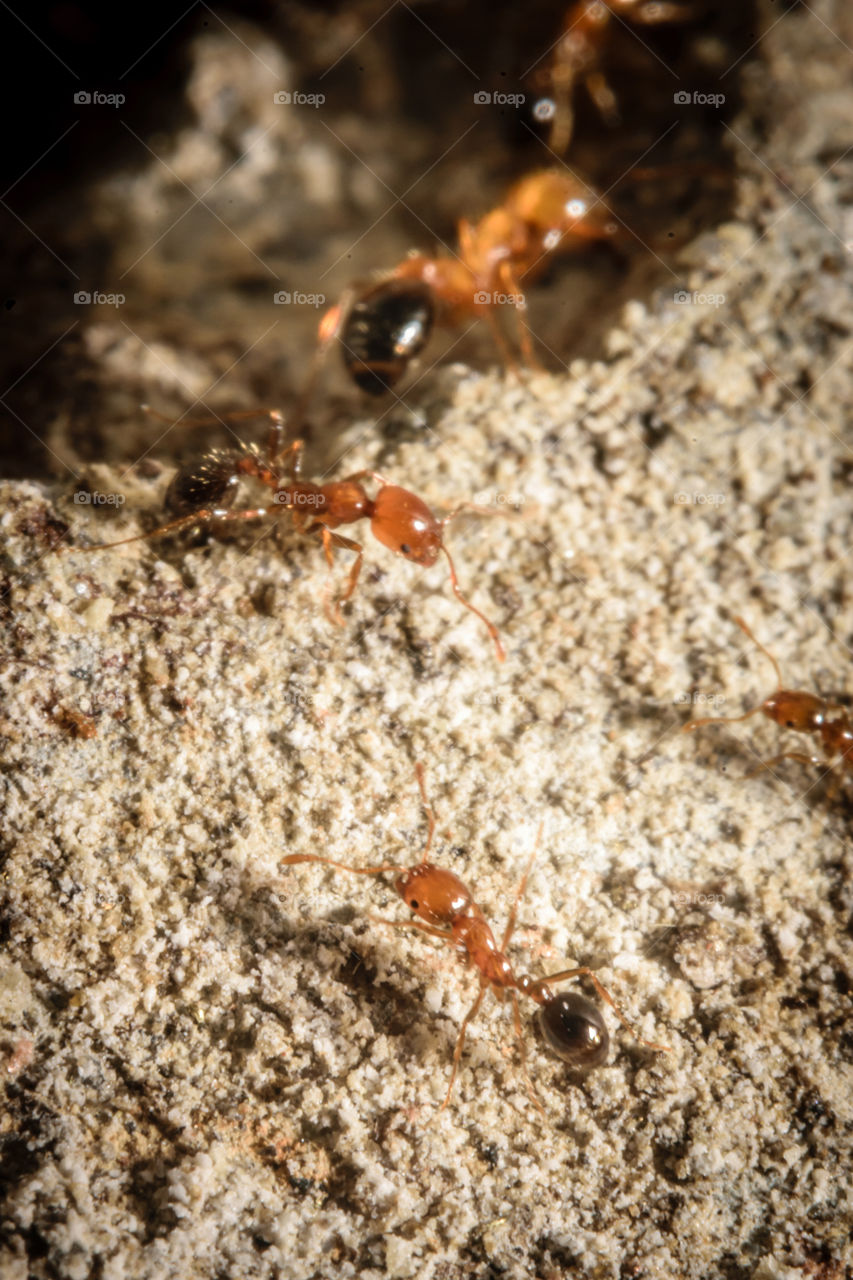 macro ants
