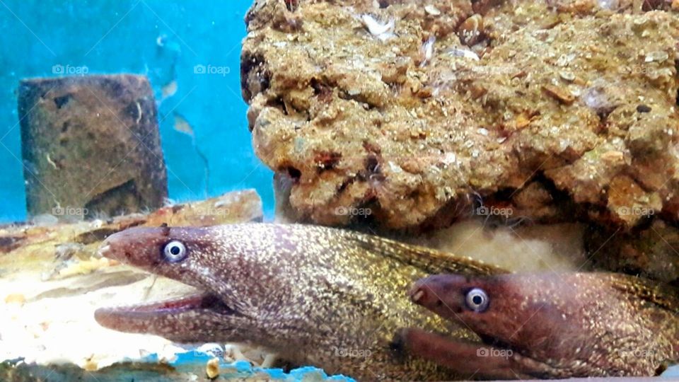 Do you see these sly snake fish?