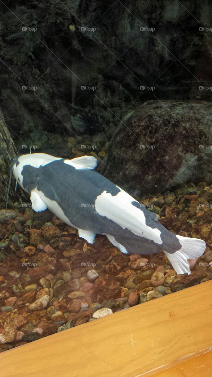 Giant Spotted Catfish in a Tank