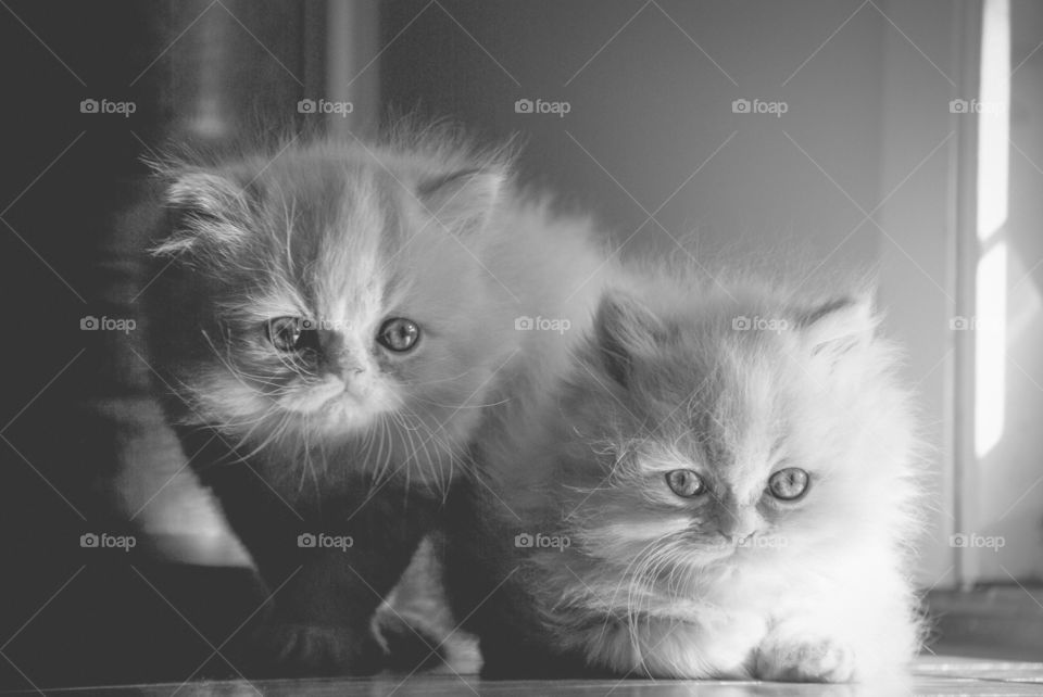 Two baby Persian kitties relaxing in the sun