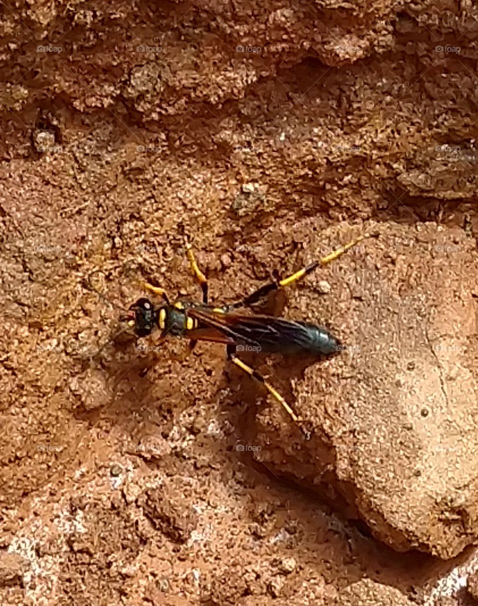 wasp