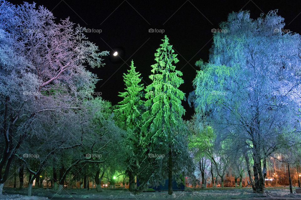Beautifully lighted trees in a frosty winter night in Vologda, Russia