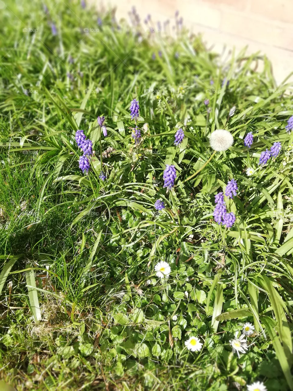flo