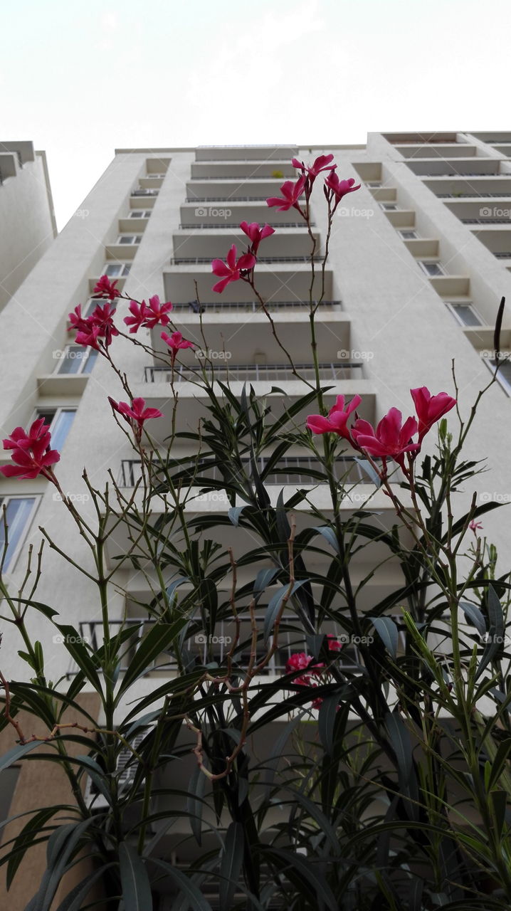 flowers in front of a building