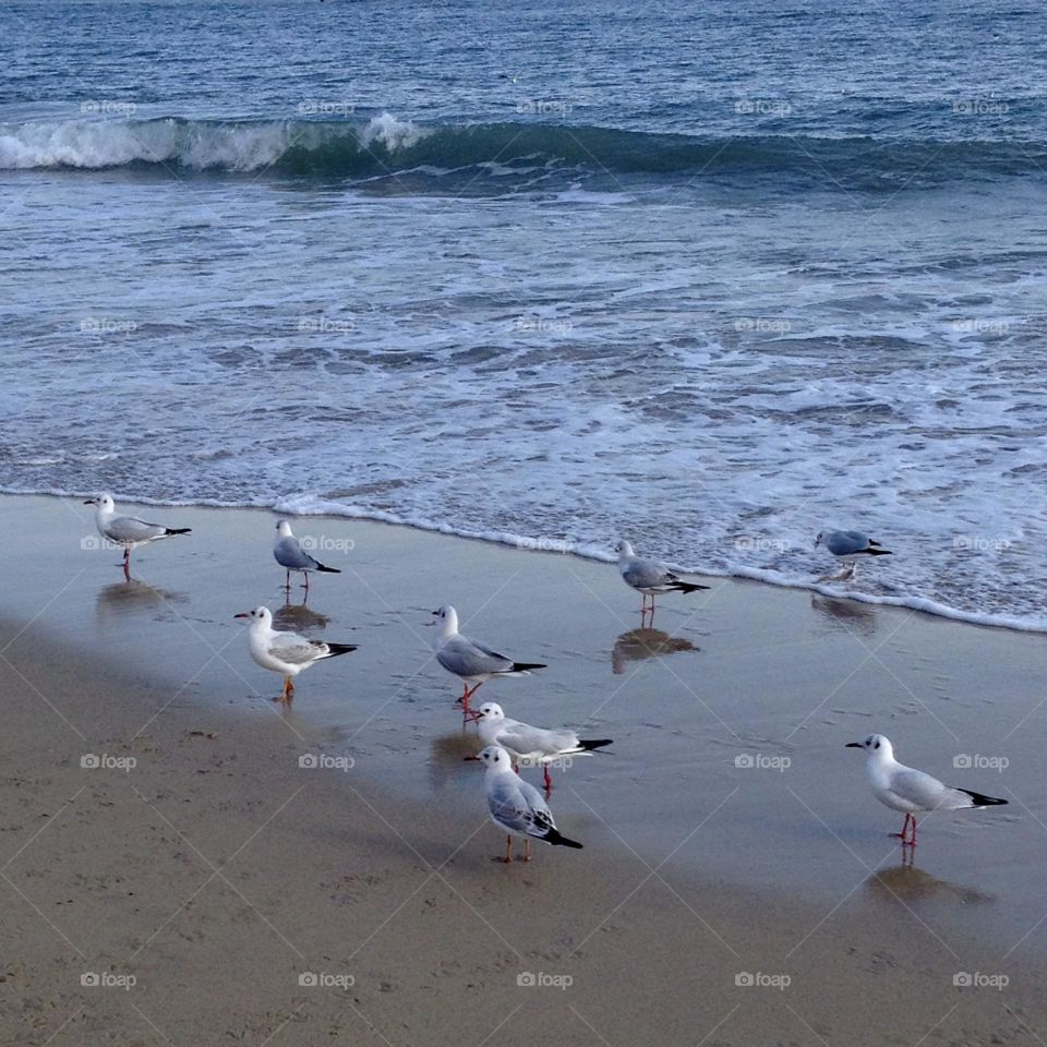 Beach walk with gulls