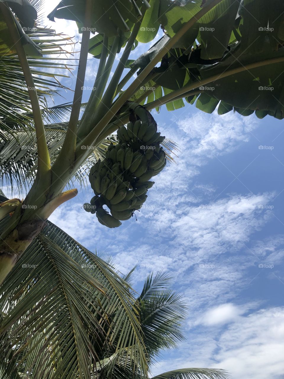 My countryside. Peaceful afternoon, relaxed time