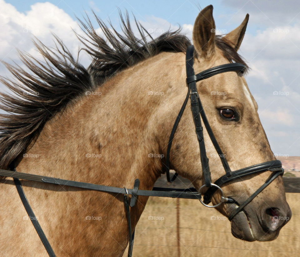 Portrait of a ridden horse
