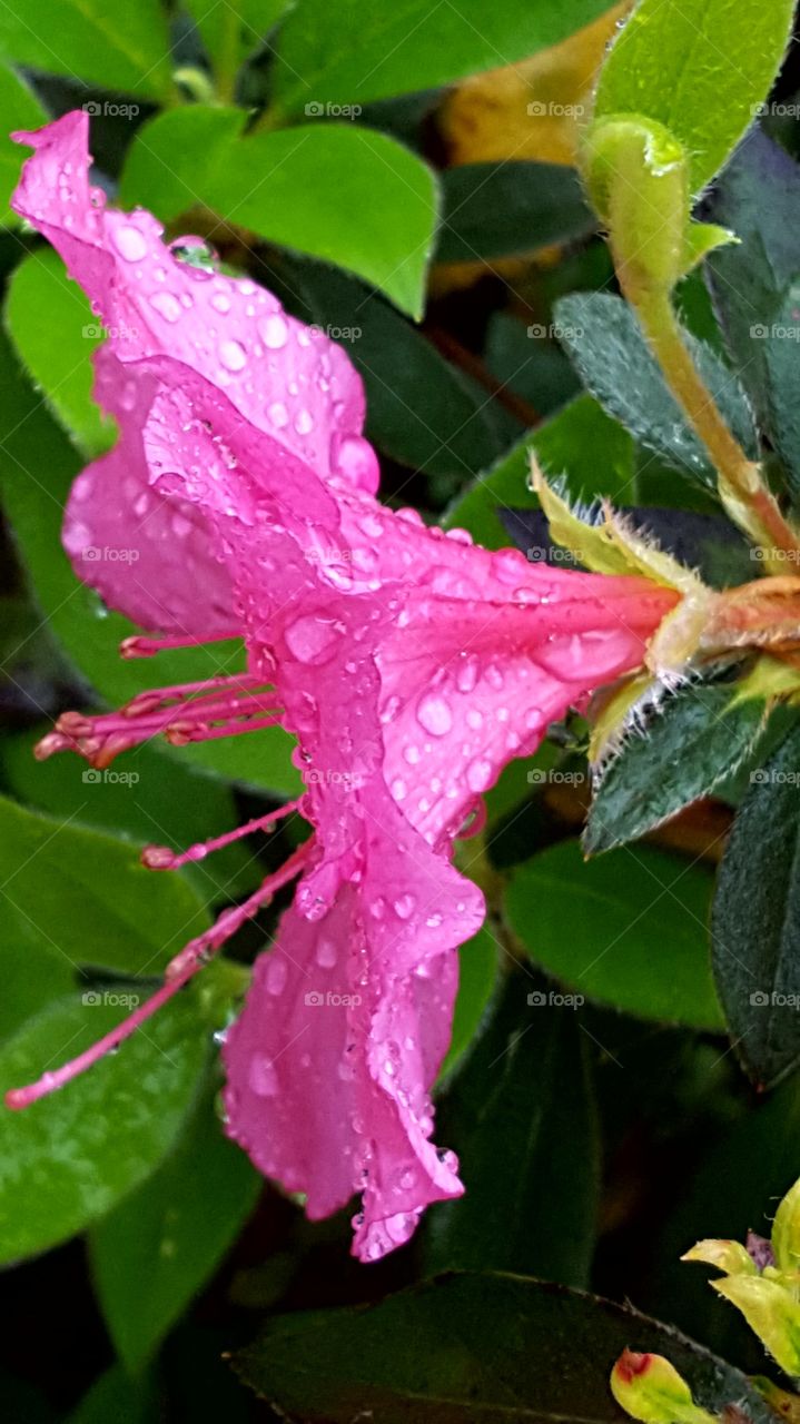 Beautiful blossoming Azalea Flowers covered in rain droplets.