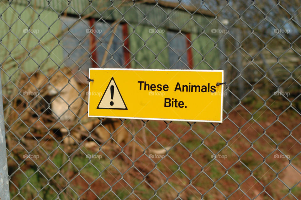 zoo me lion bite by stevephot