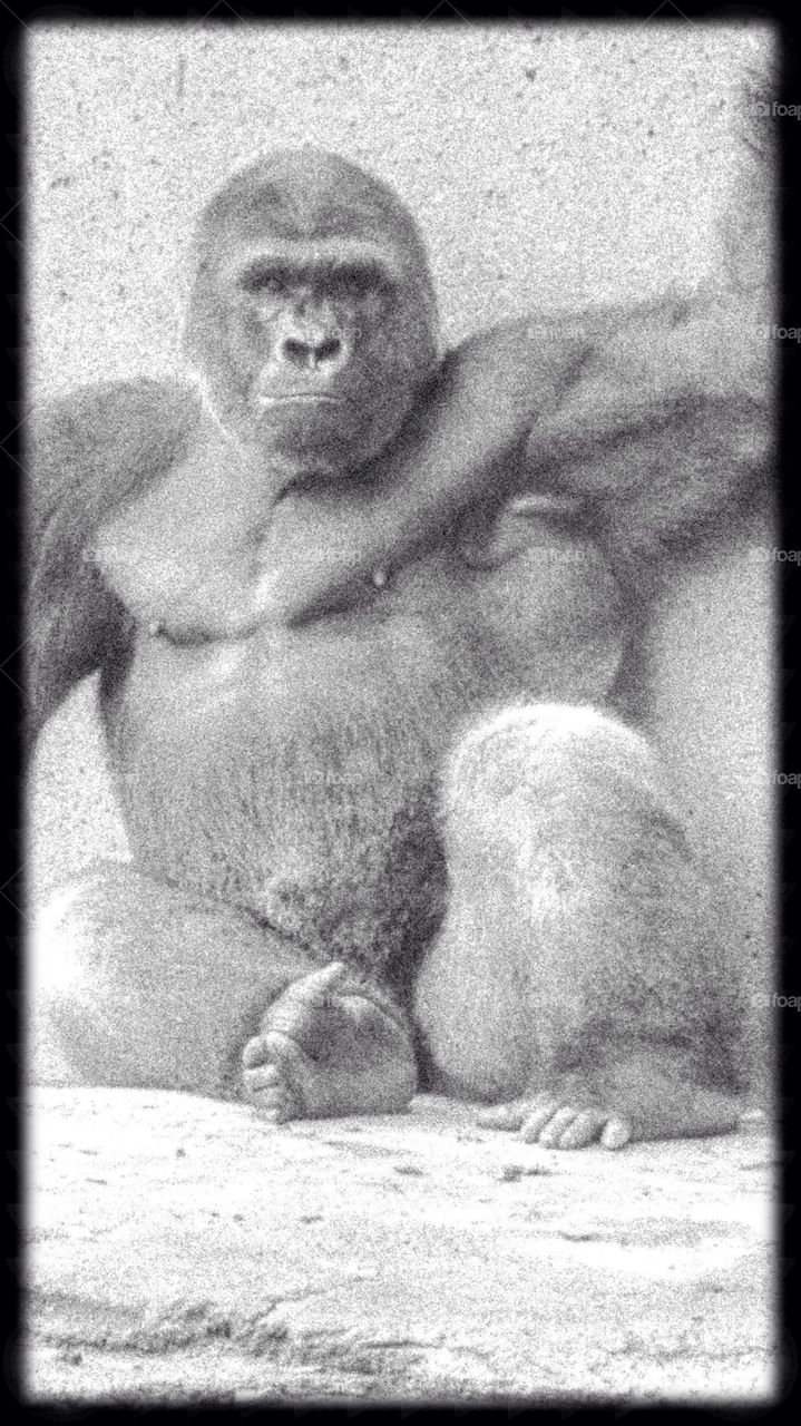 Gorilla