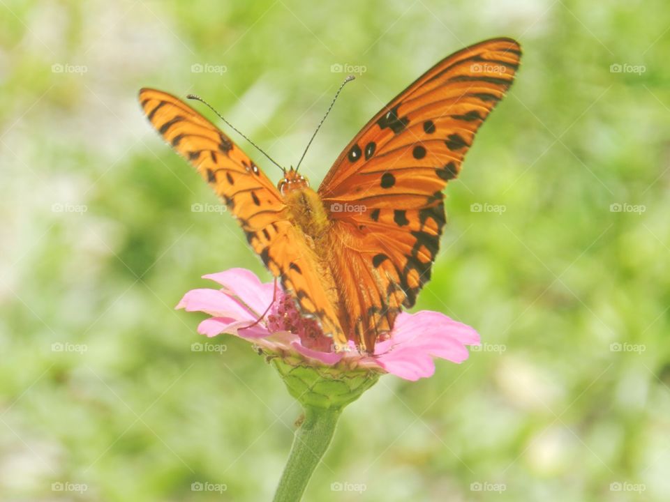 Nature, Butterfly, Insect, Summer, Outdoors