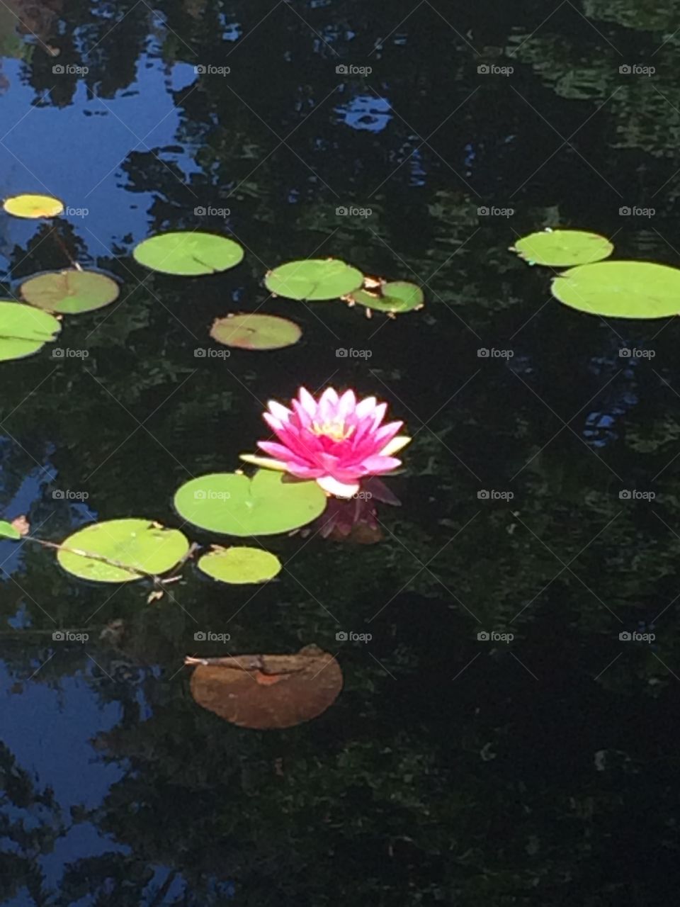 Lily pads and a lotus flower on a still and peaceful pond 