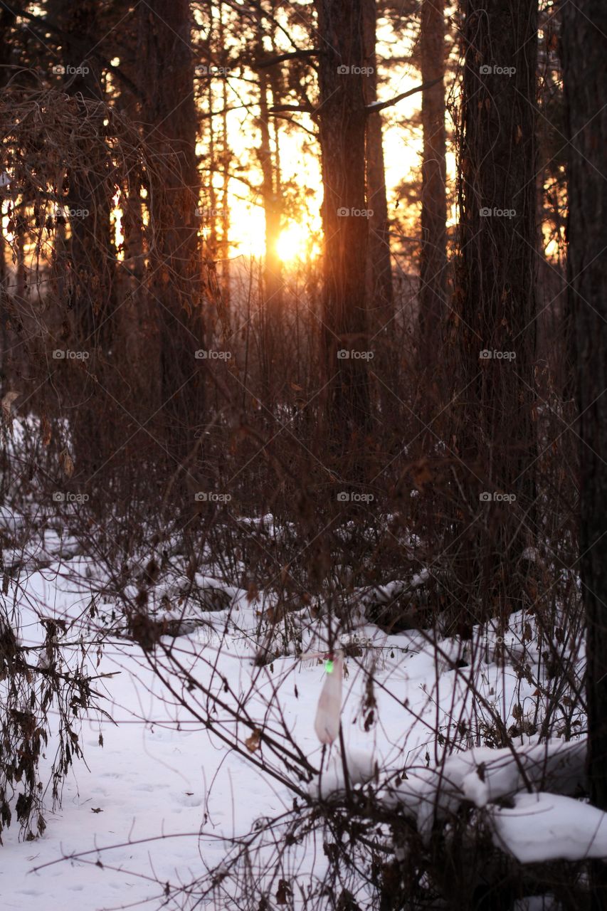 sunset in forest
