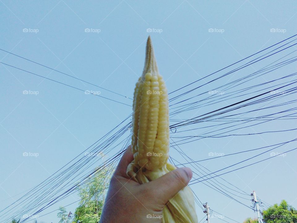 holding corn