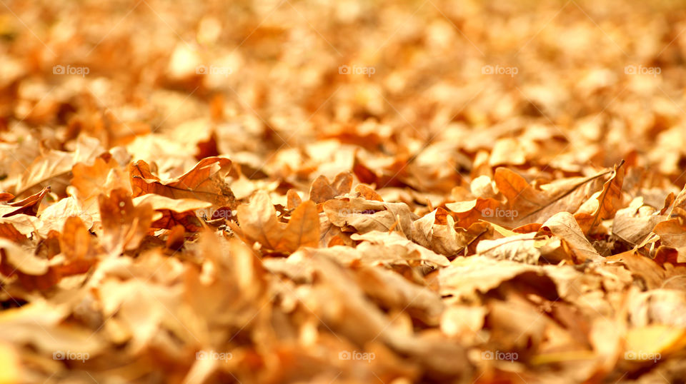 Golden autumn leaves on the ground. Beautiful autumn landscape with yellow trees. Colorful foliage in the park. Falling leaves natural background