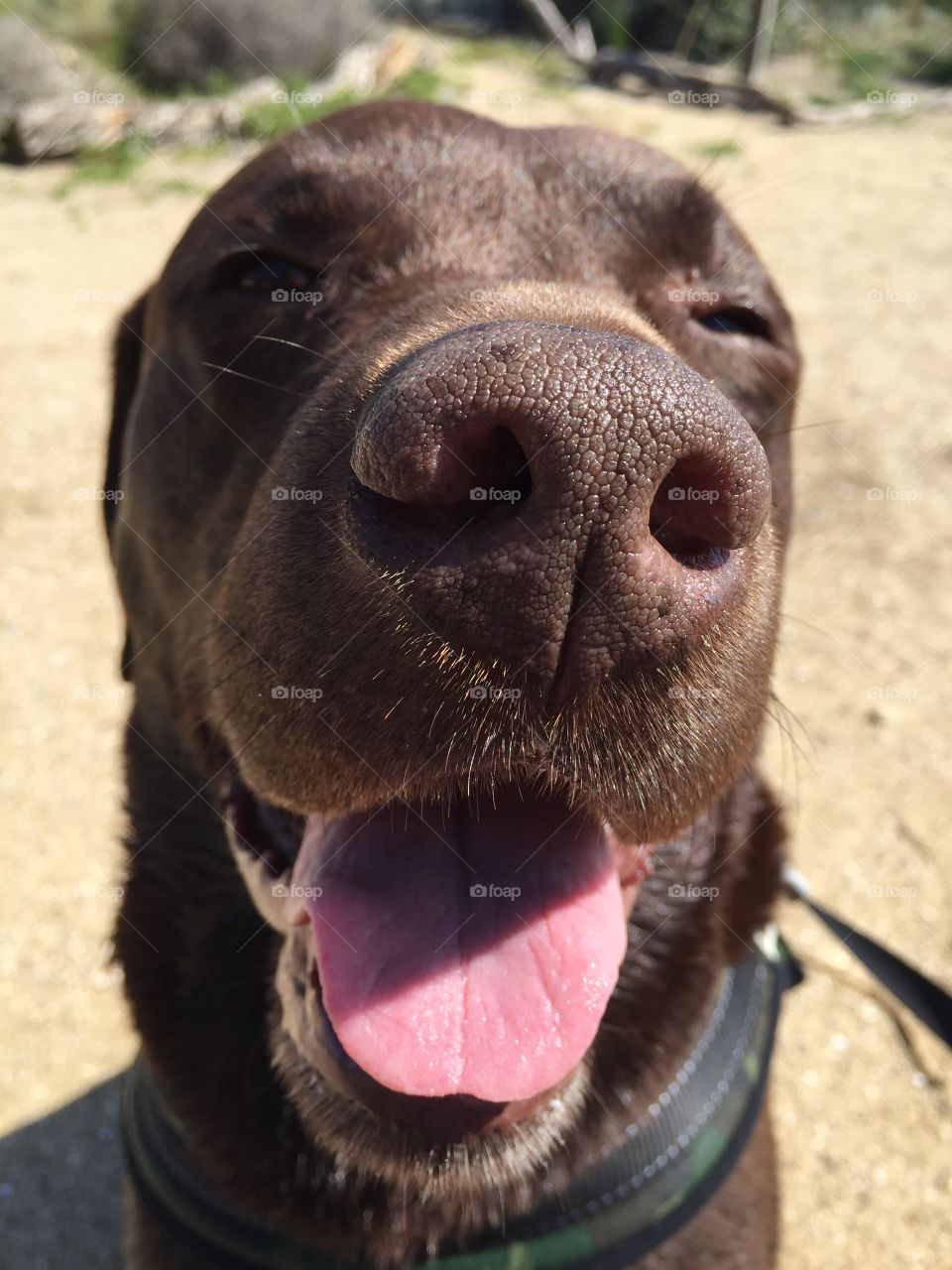 Black labrador sticking out tongue