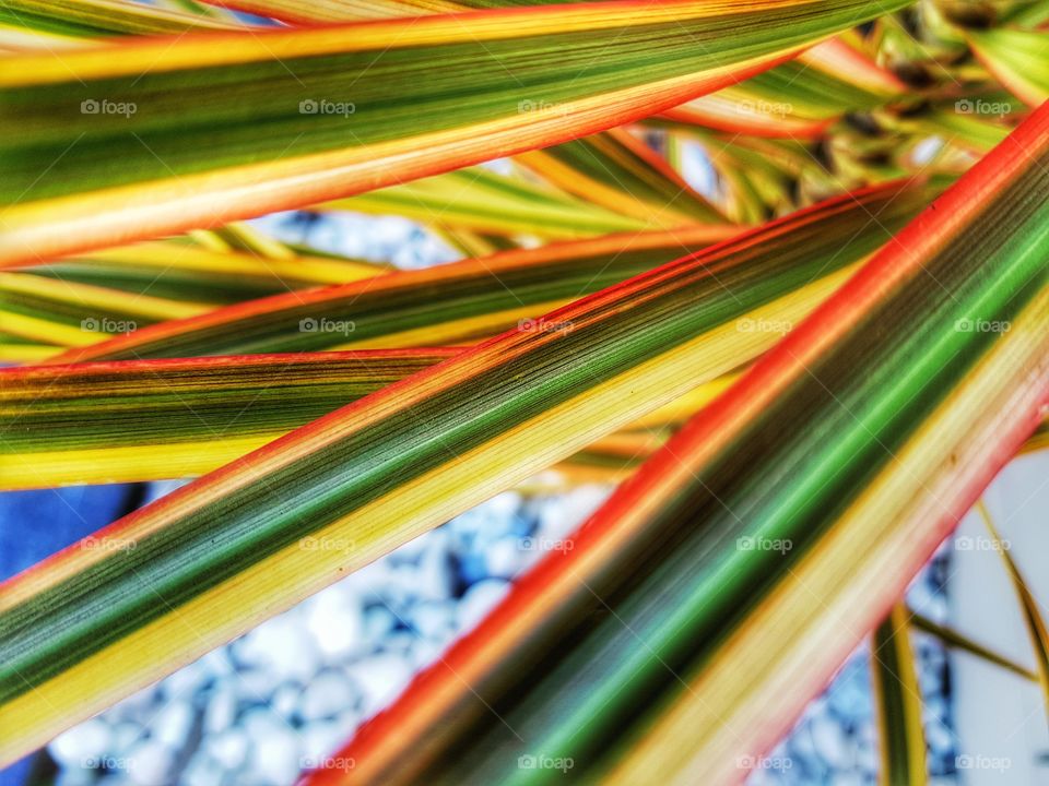 same plant different day