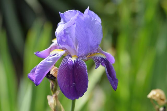 Plants around us