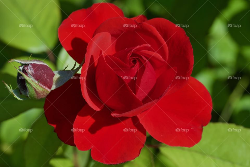 Red Rose