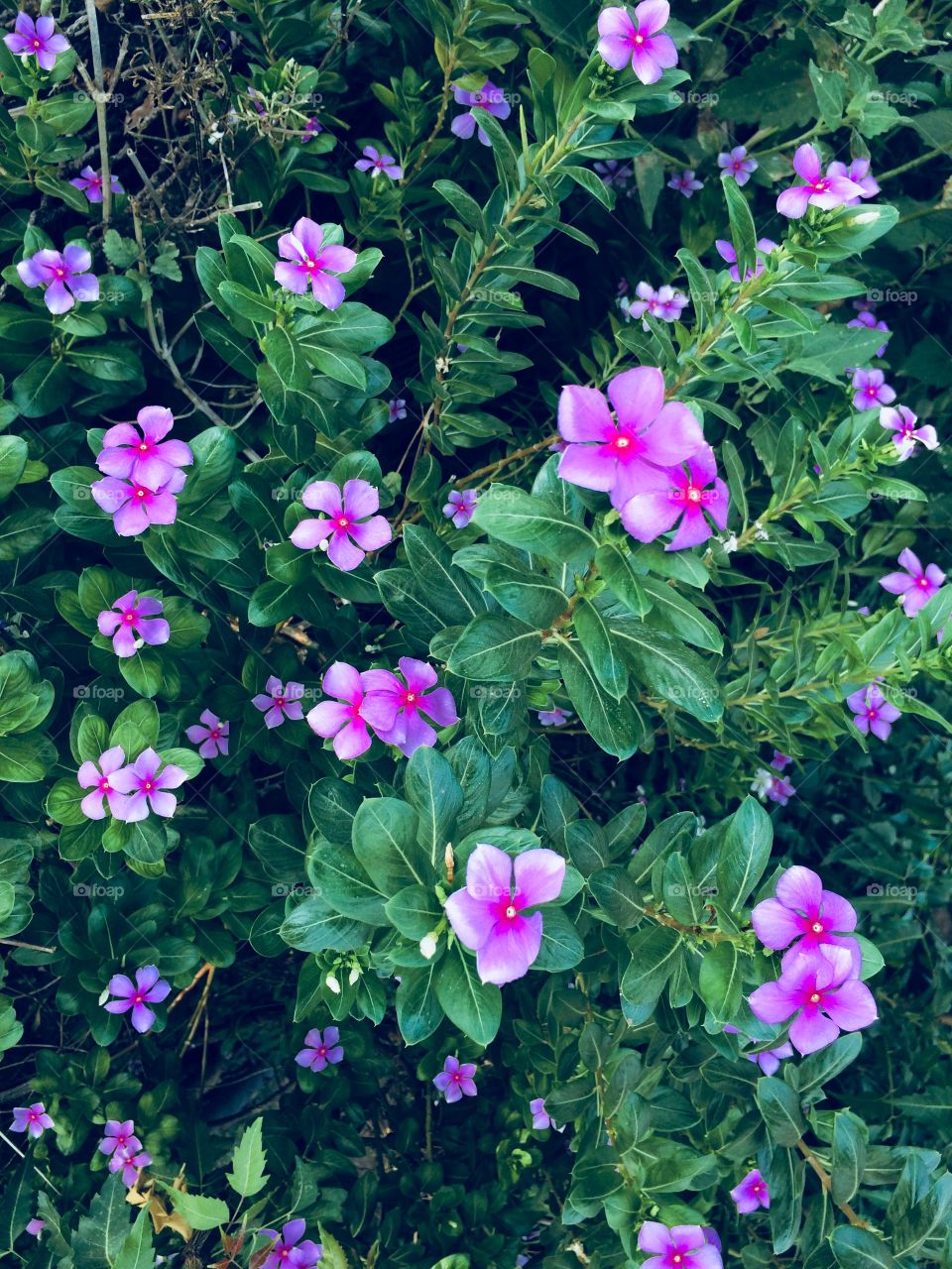 Beautiful flowers 