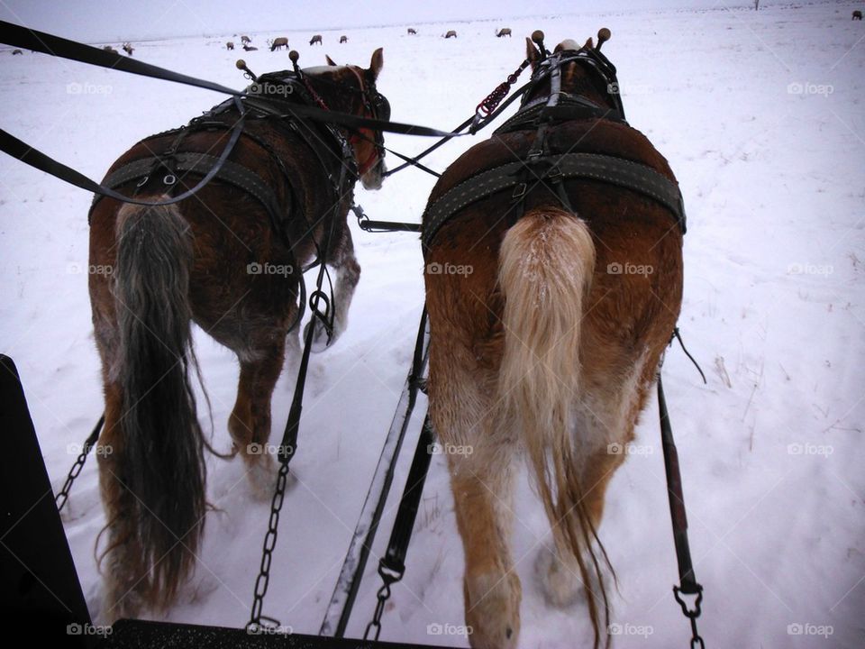 Sleigh Ride