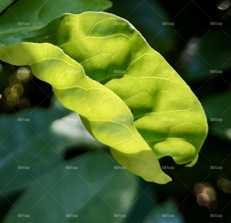 The leaf