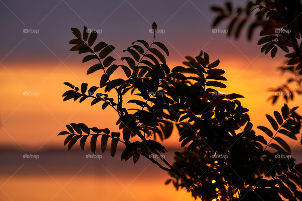 Late August sunset behind rowan leaves by the Baltic Sea in Southern Finland.