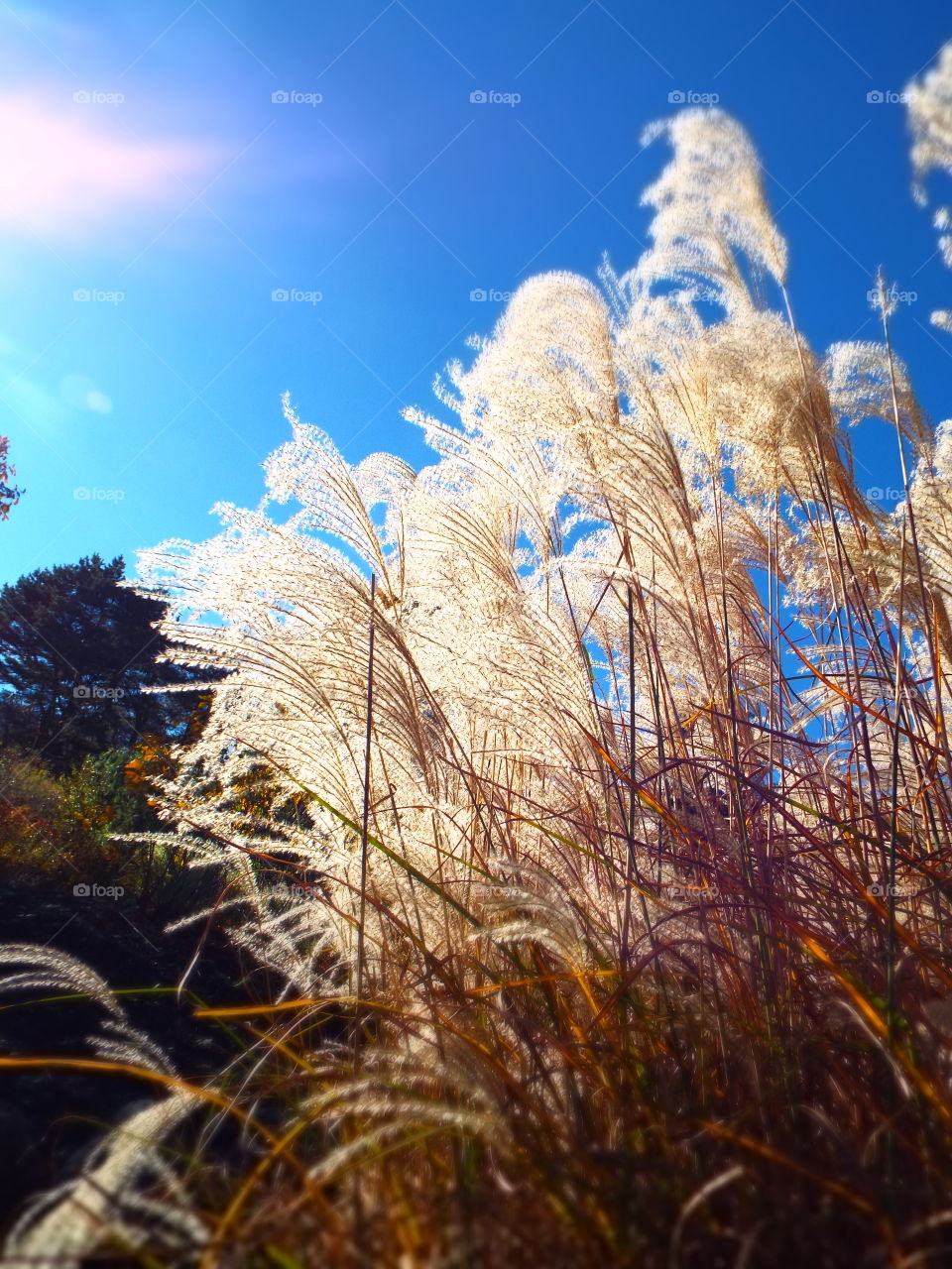 Ornamental pampas grass blowing in wind with bright sunlight illuminating the soft feathered tops