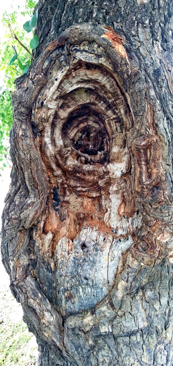 old tree mark