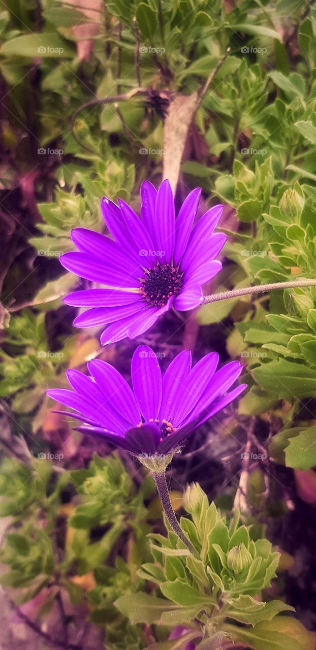 Nature in shades of purple