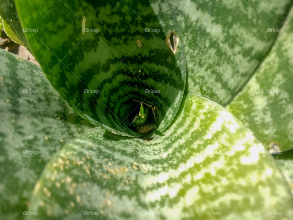 garden midday