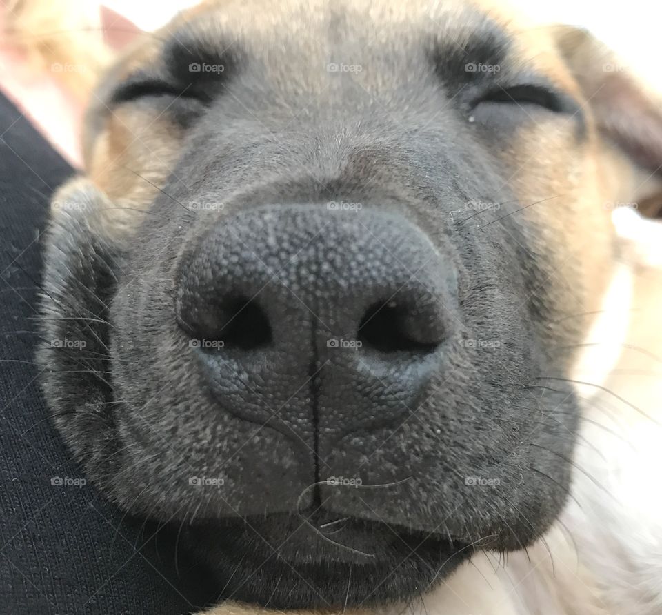 Close up sleeping pup